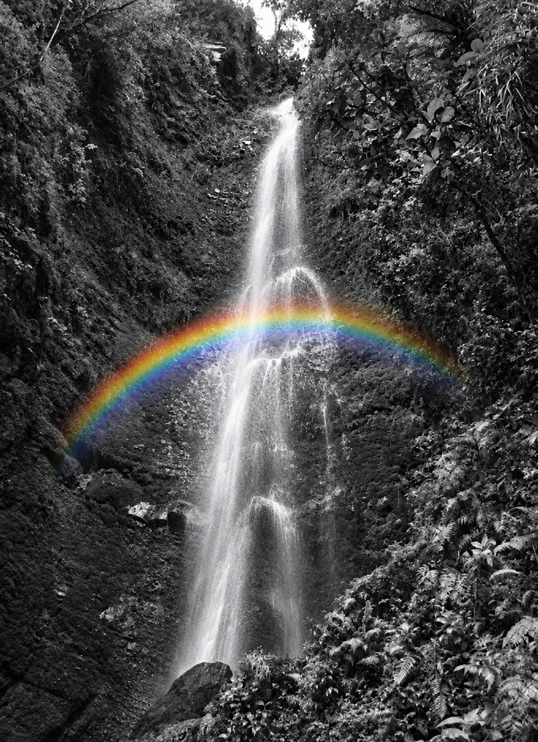 Cascada entre vegetación, en blanco y negro, con un arcoíris a color sobre el agua.